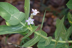 Calotropis procera